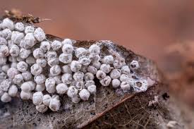 Attēlu rezultāti vaicājumam “Diderma spumarioides plasmodium”