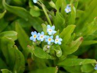 Attēlu rezultāti vaicājumam “Myosotis laxa subsp. baltica”