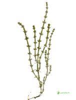 Attēlu rezultāti vaicājumam “Chara aspera”