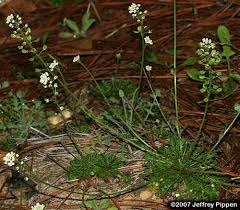 Attēlu rezultāti vaicājumam “Teesdalia nudicaulis”