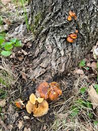 Attēlu rezultāti vaicājumam “Hypocenomyce scalaris”