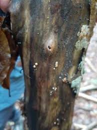 Attēlu rezultāti vaicājumam “Hypocrea rufa”