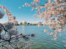 Image result for "cherry blossom" washington