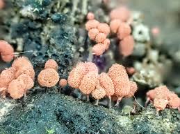 Attēlu rezultāti vaicājumam “Arcyria denudata young”