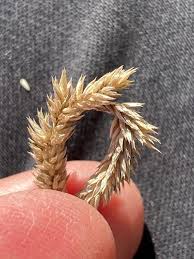 Attēlu rezultāti vaicājumam “Phleum phleoides”