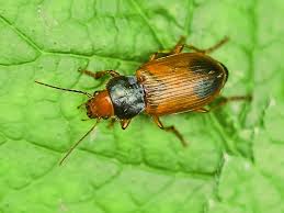 Attēlu rezultāti vaicājumam “Diachromus germanus”