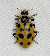 Attēlu rezultāti vaicājumam “Hippodamia tredecimpunctata”