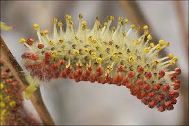 Attēlu rezultāti vaicājumam “Salix x doniana flower”