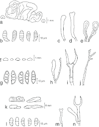 Attēlu rezultāti vaicājumam “Dacrymyces chrysospermus”