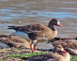 Attēlu rezultāti vaicājumam “Anser albifrons adult”