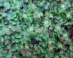 Attēlu rezultāti vaicājumam “Marchantia polymorpha”