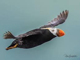 Image result for Fratercula cirrhata