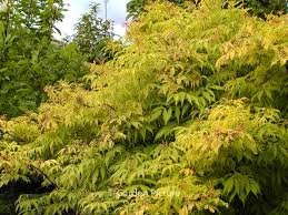 Attēlu rezultāti vaicājumam “Sambucus racemosa leaf”