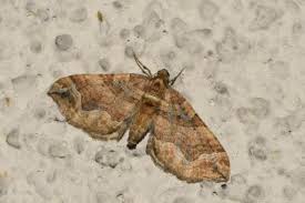 Attēlu rezultāti vaicājumam “Pelurga comitata”