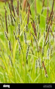 Attēlu rezultāti vaicājumam “Carex acuta leaf”