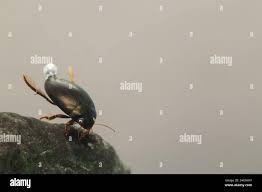 Attēlu rezultāti vaicājumam “Ilybius sp.”