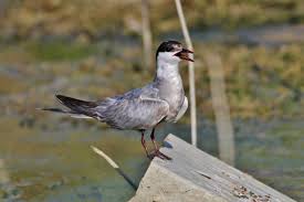 Attēlu rezultāti vaicājumam “Chlidonias hybrida adult”