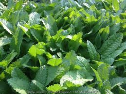 Attēlu rezultāti vaicājumam “Stachys officinalis leaf”