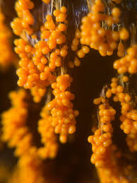 Attēlu rezultāti vaicājumam “Badhamia lilacina var. megaspora spores”