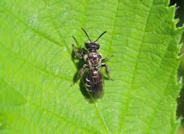Attēlu rezultāti vaicājumam “Andrena”
