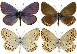 Attēlu rezultāti vaicājumam “Plebejus argyrognomon”