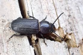 Attēlu rezultāti vaicājumam “Spondylis buprestoides”