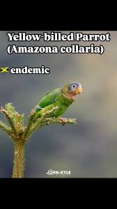 Attēlu rezultāti vaicājumam “Collaria sp.”