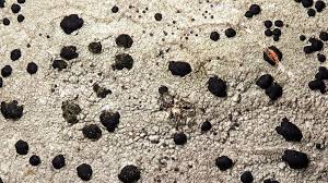 Attēlu rezultāti vaicājumam “Mycoblastus sanguinarius”