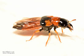 Attēlu rezultāti vaicājumam “Oxyporus”