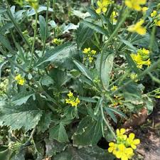 Attēlu rezultāti vaicājumam “Sinapis arvensis leaf”