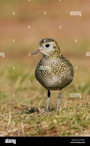 Attēlu rezultāti vaicājumam “Pluvialis apricaria adult”