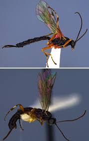 Attēlu rezultāti vaicājumam “Proutia betulina larva”