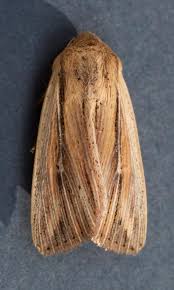 Attēlu rezultāti vaicājumam “Leucania comma”