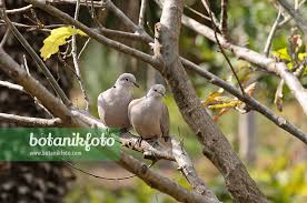 Attēlu rezultāti vaicājumam “Streptopelia decaocto”