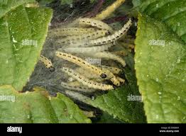 Attēlu rezultāti vaicājumam “Yponomeuta evonymella larva”