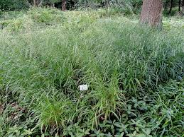 Attēlu rezultāti vaicājumam “Brachypodium sylvaticum leaf”