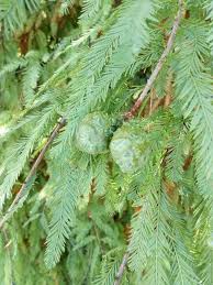 Attēlu rezultāti vaicājumam “Taxodium distichum”