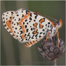 Attēlu rezultāti vaicājumam “Melitaea didyma”