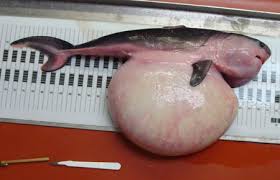 Image result for Lamna ditropis