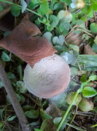 Attēlu rezultāti vaicājumam “Physarum pezizoideum stalked”