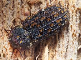 Attēlu rezultāti vaicājumam “Trogossitidae”