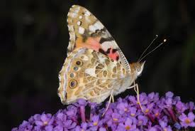 Attēlu rezultāti vaicājumam “Vanessa cardui upperside”