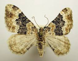 Attēlu rezultāti vaicājumam “Epirrhoe”