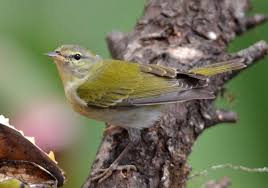 Image result for Vermivora peregrina