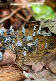 Attēlu rezultāti vaicājumam “Lignydium muscorum”