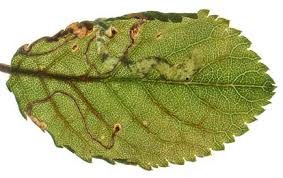 Attēlu rezultāti vaicājumam “Lyonetia prunifoliella”