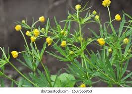 Attēlu rezultāti vaicājumam “Ranunculus cassubicus flower”