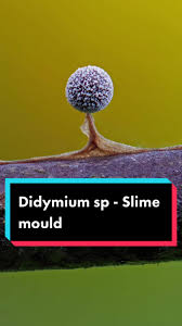 Attēlu rezultāti vaicājumam “Didymium sp.”