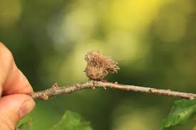 Attēlu rezultāti vaicājumam “Andricus foecundatrix”