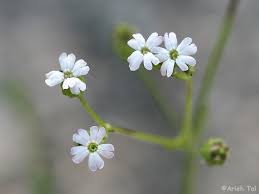 Attēlu rezultāti vaicājumam “Silene borysthenica flower”
